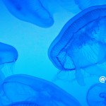 ココロ風邪への処方箋