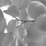 ヨガを生活の中に－その⑤ 梅ジュース－