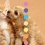 “犬”と“猫”のチャクラ＆人との関わり