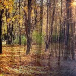 季節の変わり目の過ごし方～秋から冬～