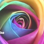 私の『役割』って？ ー 自分で描く虹の色