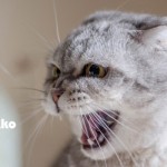 「怒る」ということ