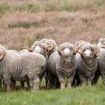 Let’s do yoga in wool！