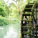 花粉症を緩和！｢わさび｣のお話