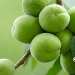 ヨガを生活の中に－その⑧　梅干しを作ろう－