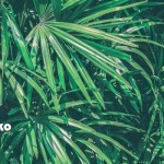 PICK UP！yoga music   ふ〜っと、思わず深呼吸。自然音のリラックス効果を実感！