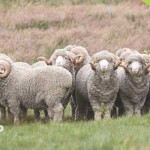 Let’s do yoga in wool！