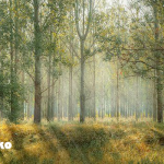 地球のため、動物のためにできること