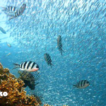 魚を食べられなくなる日