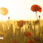 花売り娘とレディ