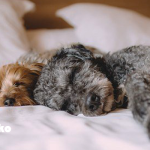 SIeepⅡ～毎日のリズムが作り出す眠り～