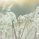 めんどうくさいって言っていい　