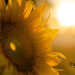 天邪鬼でもヨガしたい！ 〜猛暑に負けない！おすすめポーズ３選〜