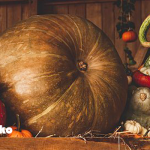 ぷち漢方ライフ～秋バテ予防の食養生