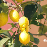 ”Fruit Of The Lemon”