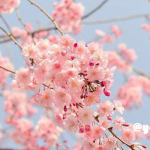 ぷち漢方ライフ～春を考える