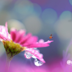 アーユルヴェーダとお天気