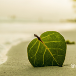 エシカルな、わたしのめぐりケア　- yogakko selection –