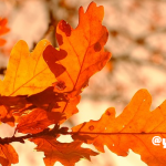 秋の彩りと植物パワー・ヒーリング