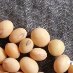 大豆のチカラ：更年期を健やかに乗り越える方法