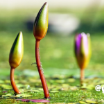 繰り返す情熱で・実りの瞬間を味わおう！