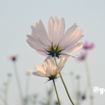 憧れのマルチタスクさん