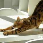 しなやかな身体は肩甲骨から