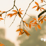 自分でできる「秋バテ」対策！